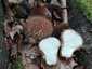 Tüskés pöfeteg (Lycoperdon echinatum), Zemplén